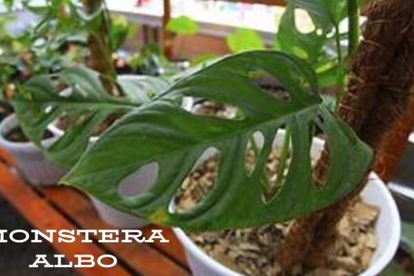 Monstera Albo