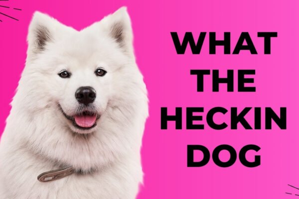 What the Heckin Dog