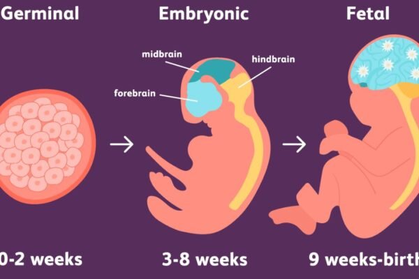 Embryonic Development