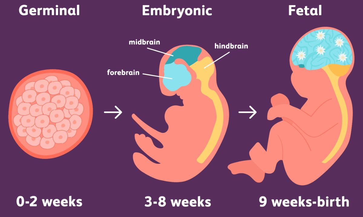 Embryonic Development