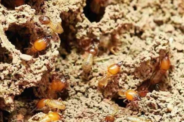 Best Termite Treatment