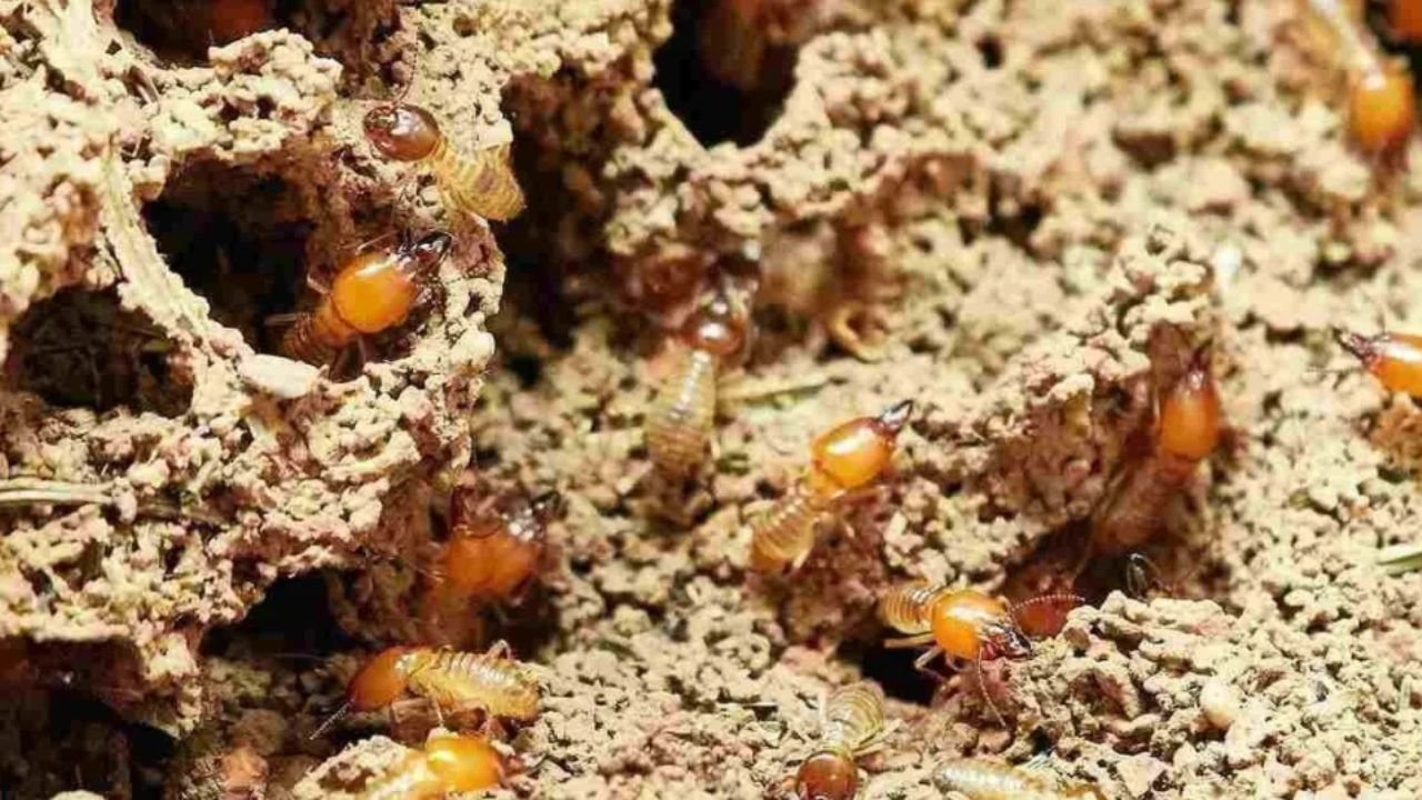 Best Termite Treatment