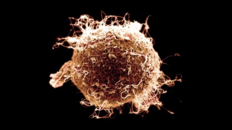 El Blastocisto Se Implanta en la Pared Utero GIF