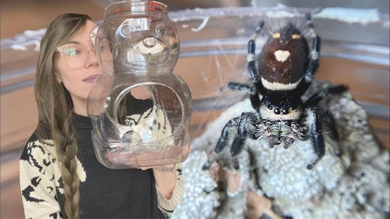 Jumping Spider Enclosure