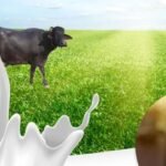 wellhealthorganic.com : Buffalo Milk Good for Health