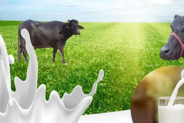 wellhealthorganic.com : Buffalo Milk Good for Health